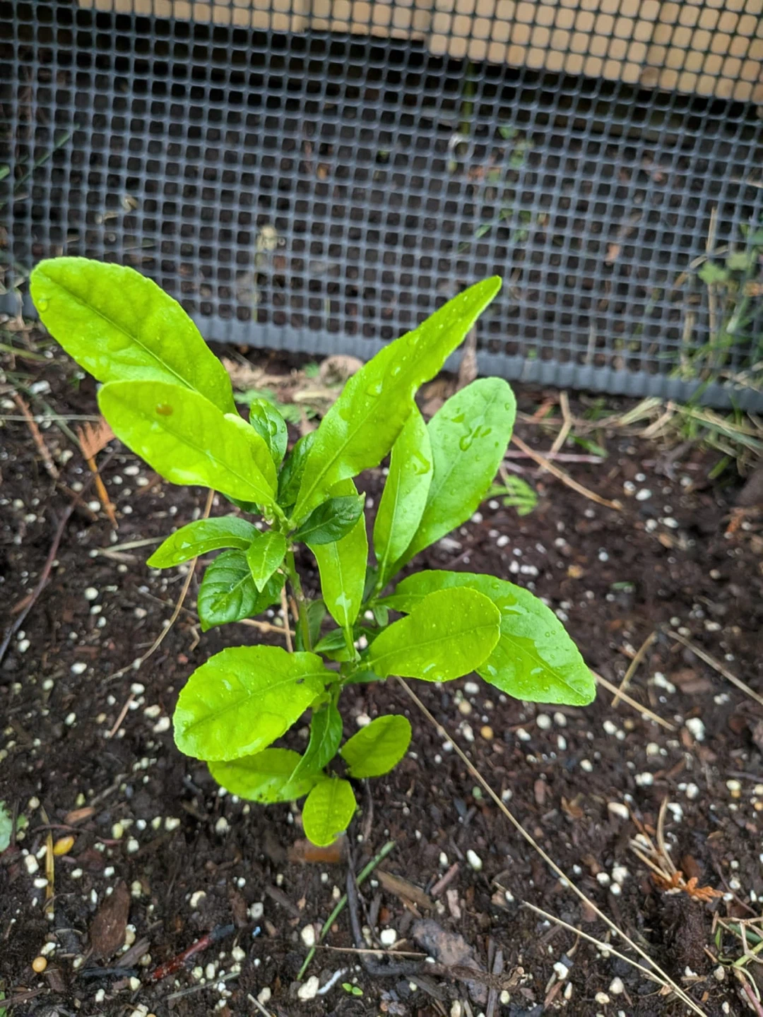 Young Lemon Tree Sapling