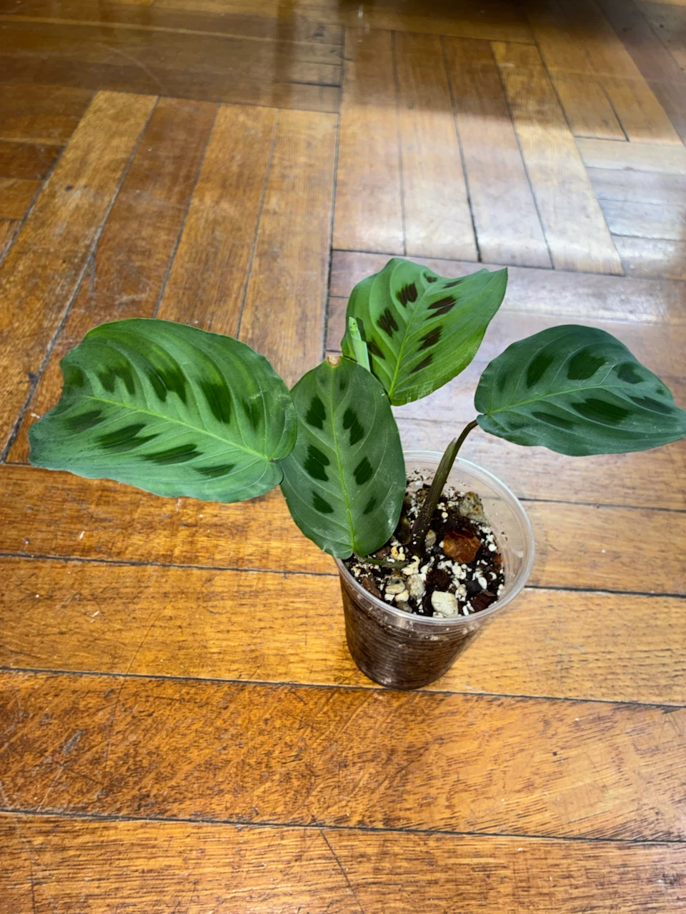 Prayer Plant (Maranta leuconeura)