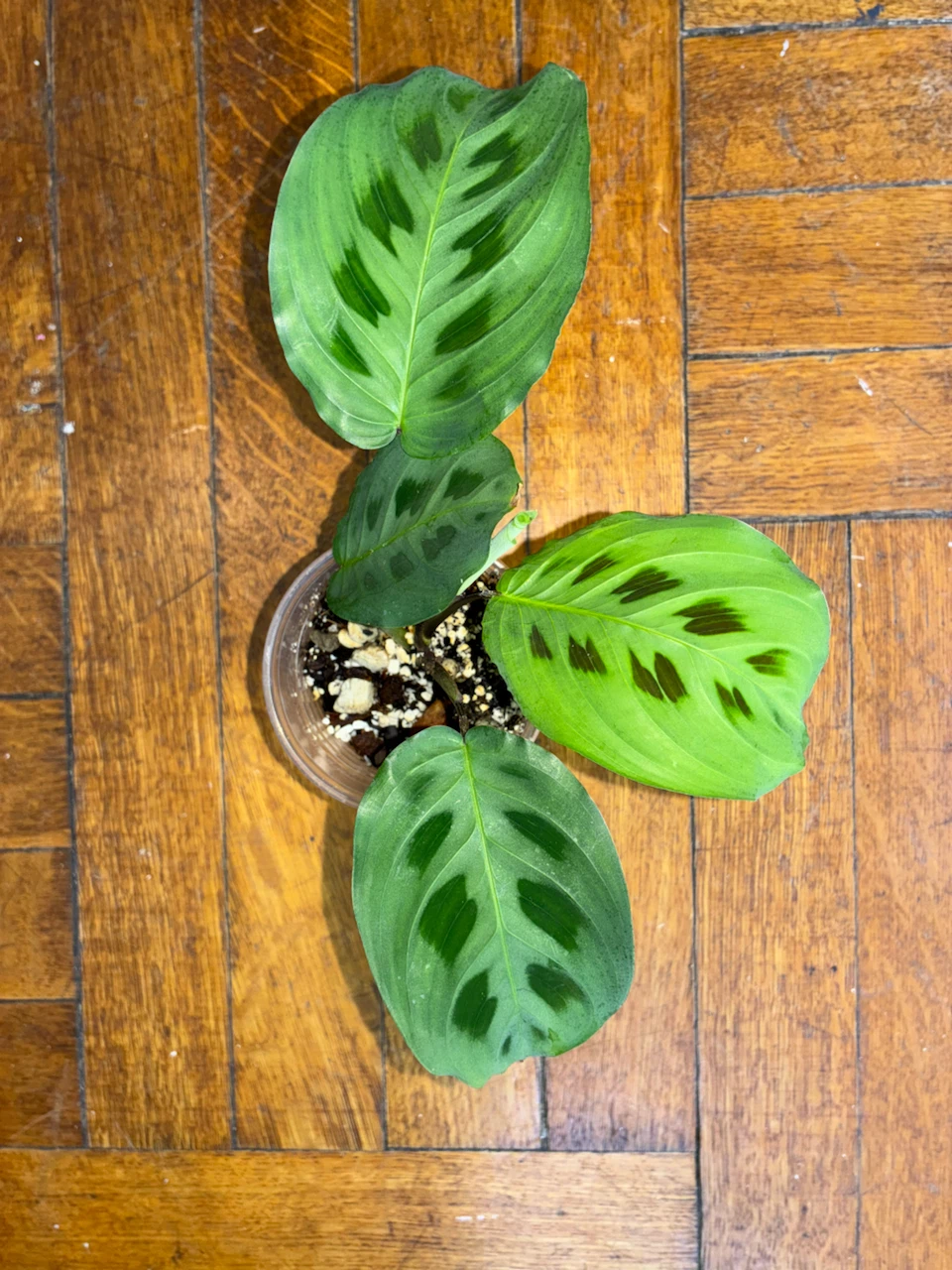 Prayer Plant (Maranta leuconeura) - photo 2