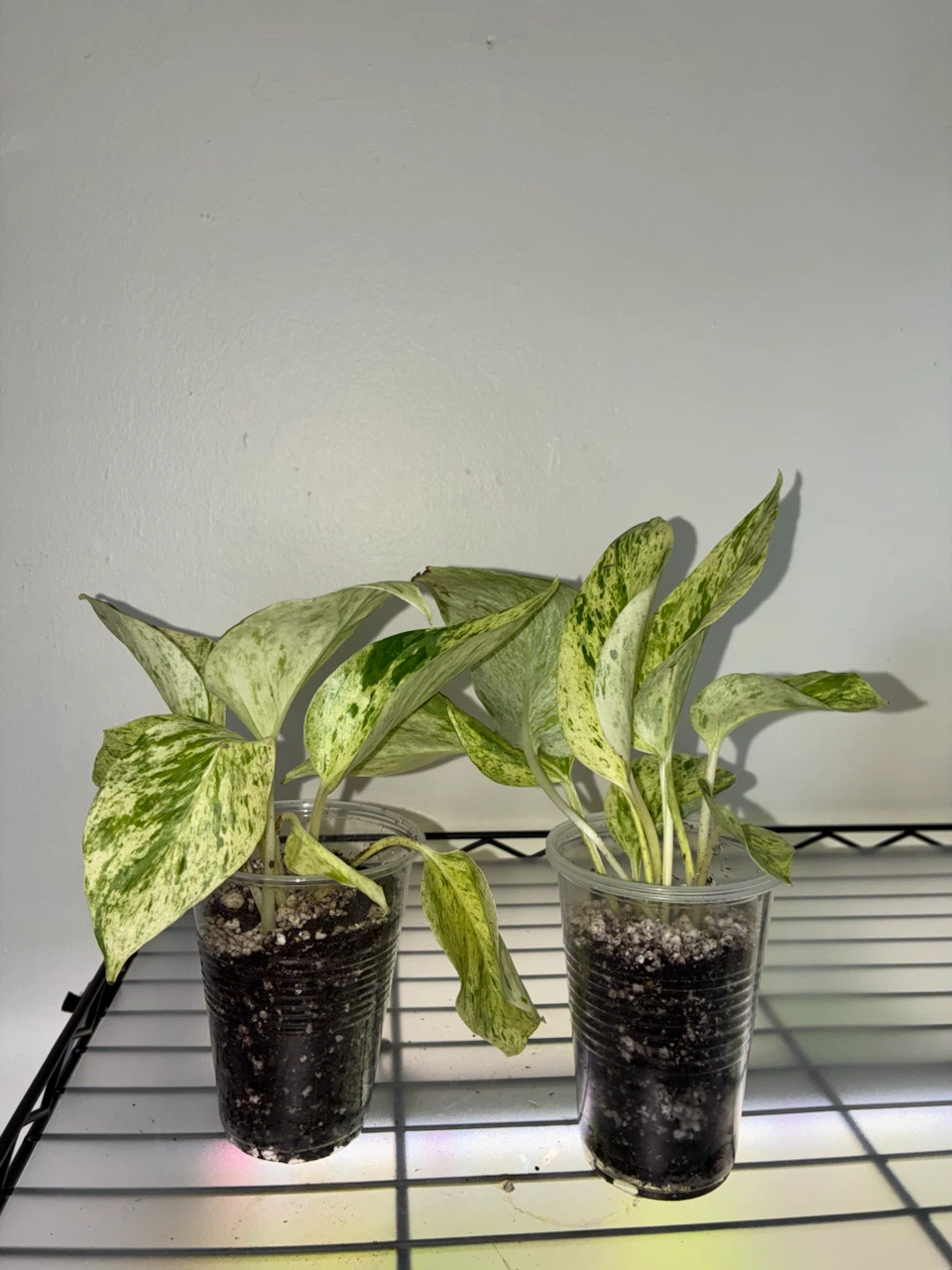 Snow Queen Pothos Plant