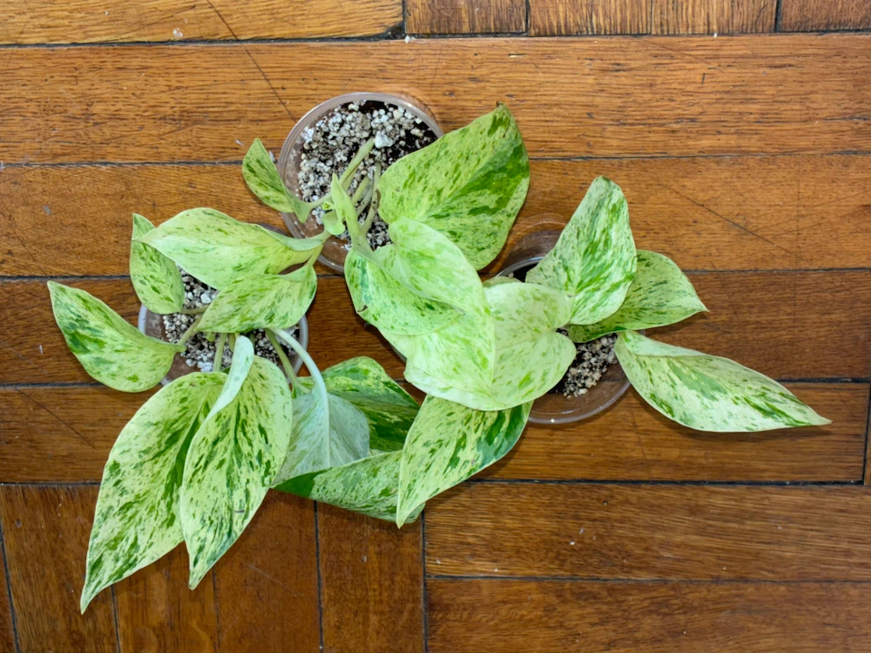Snow Queen Pothos Plant - photo 2