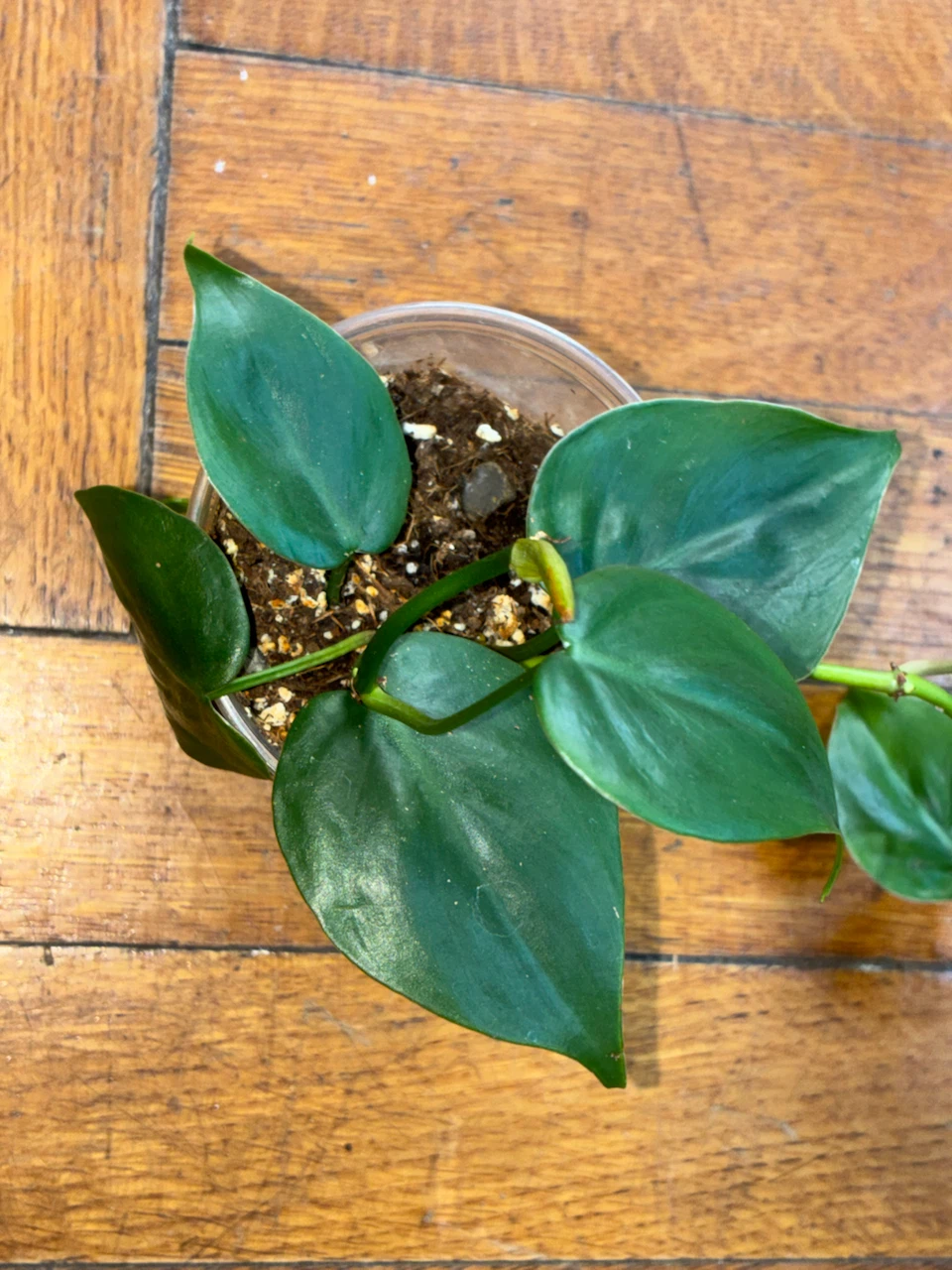 Heartleaf Philodendron Plant
