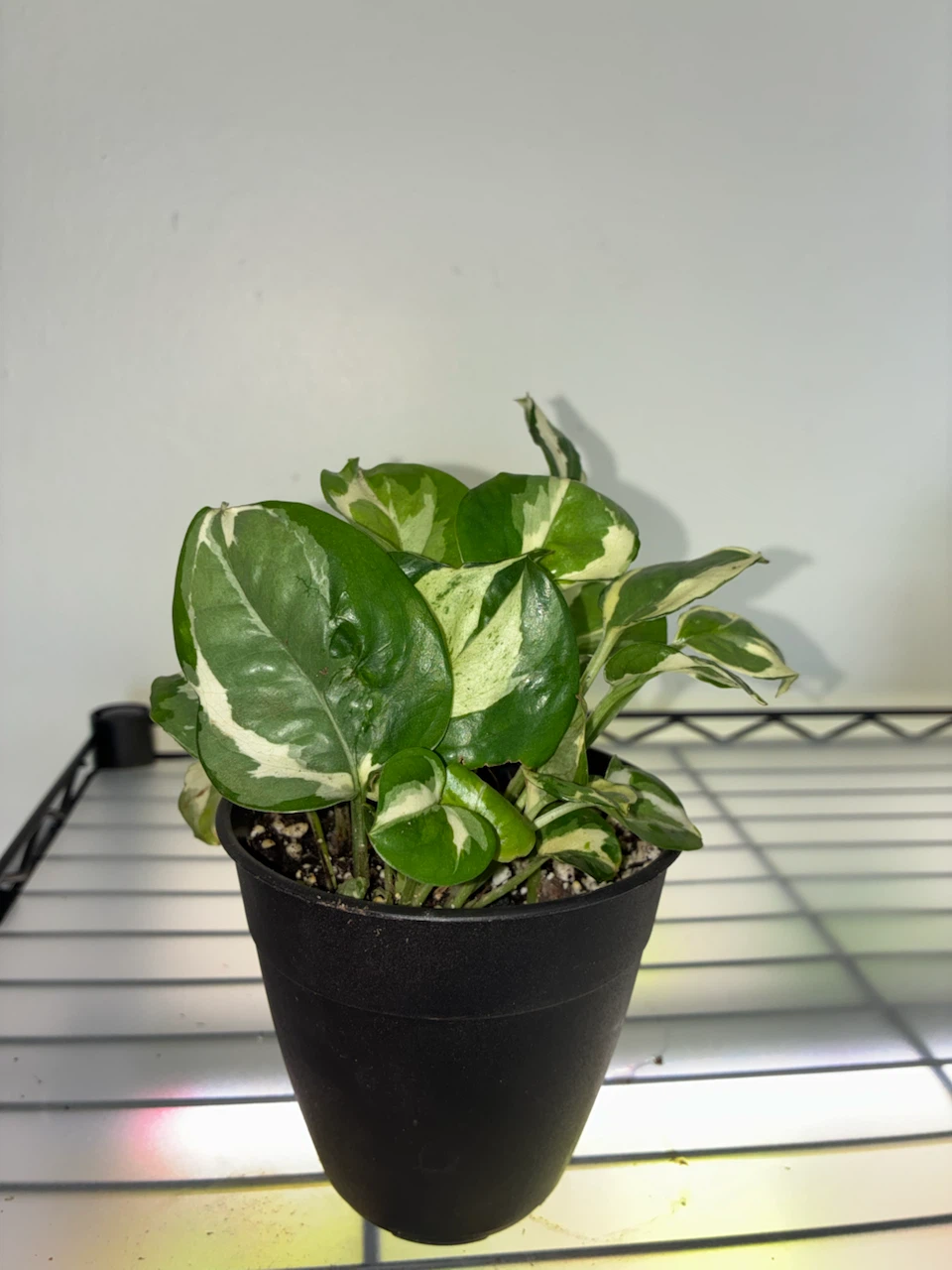 Pothos Plant - N'Joy Variety
