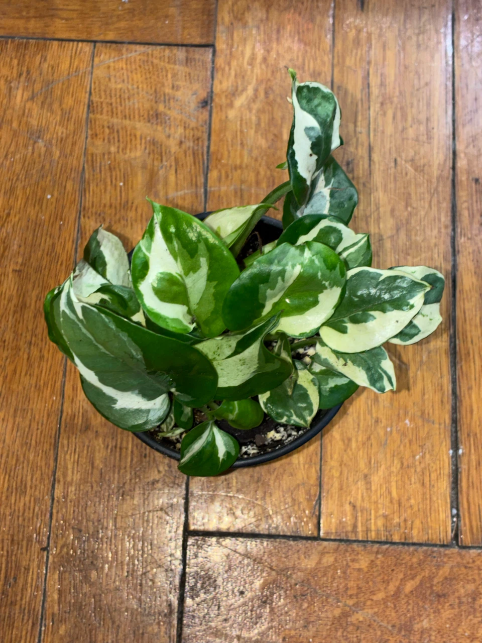 Pothos Plant - N'Joy Variety - photo 2