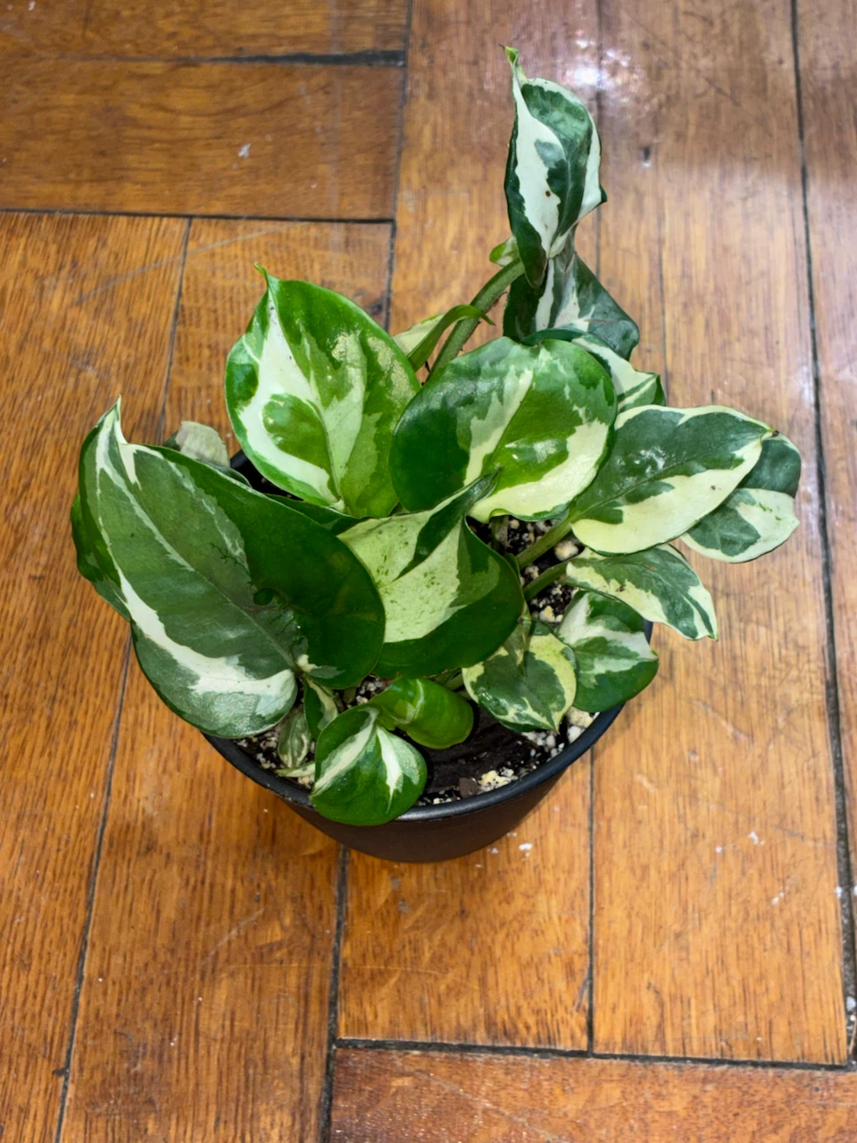 Pothos Plant - N'Joy Variety - photo 3