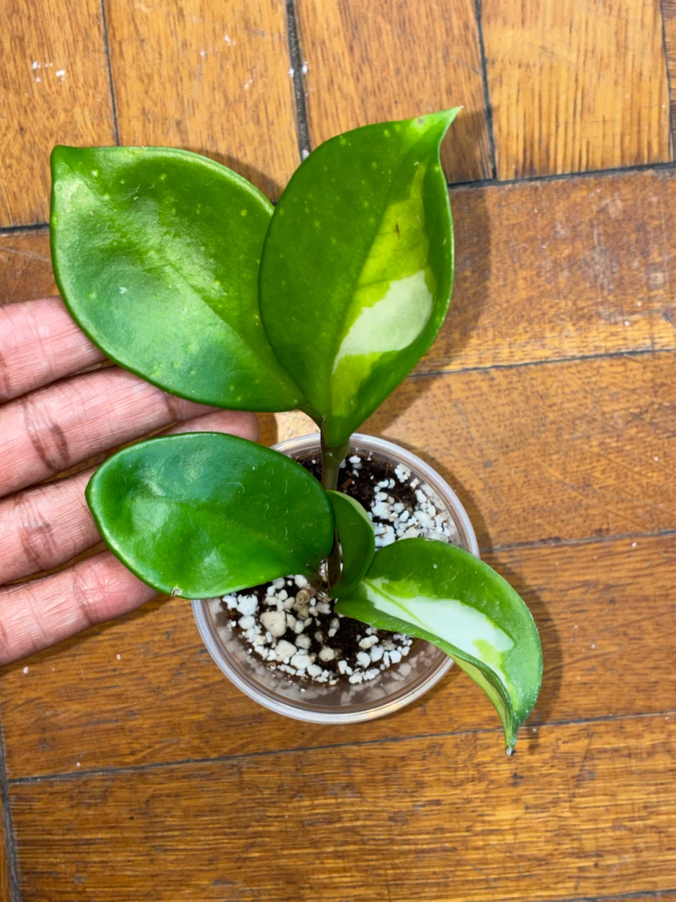 Hoya Krimson Princess Plant