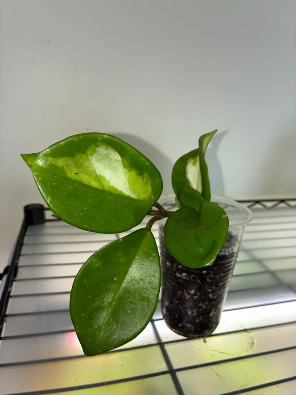 Hoya Krimson Princess Plant - photo 2