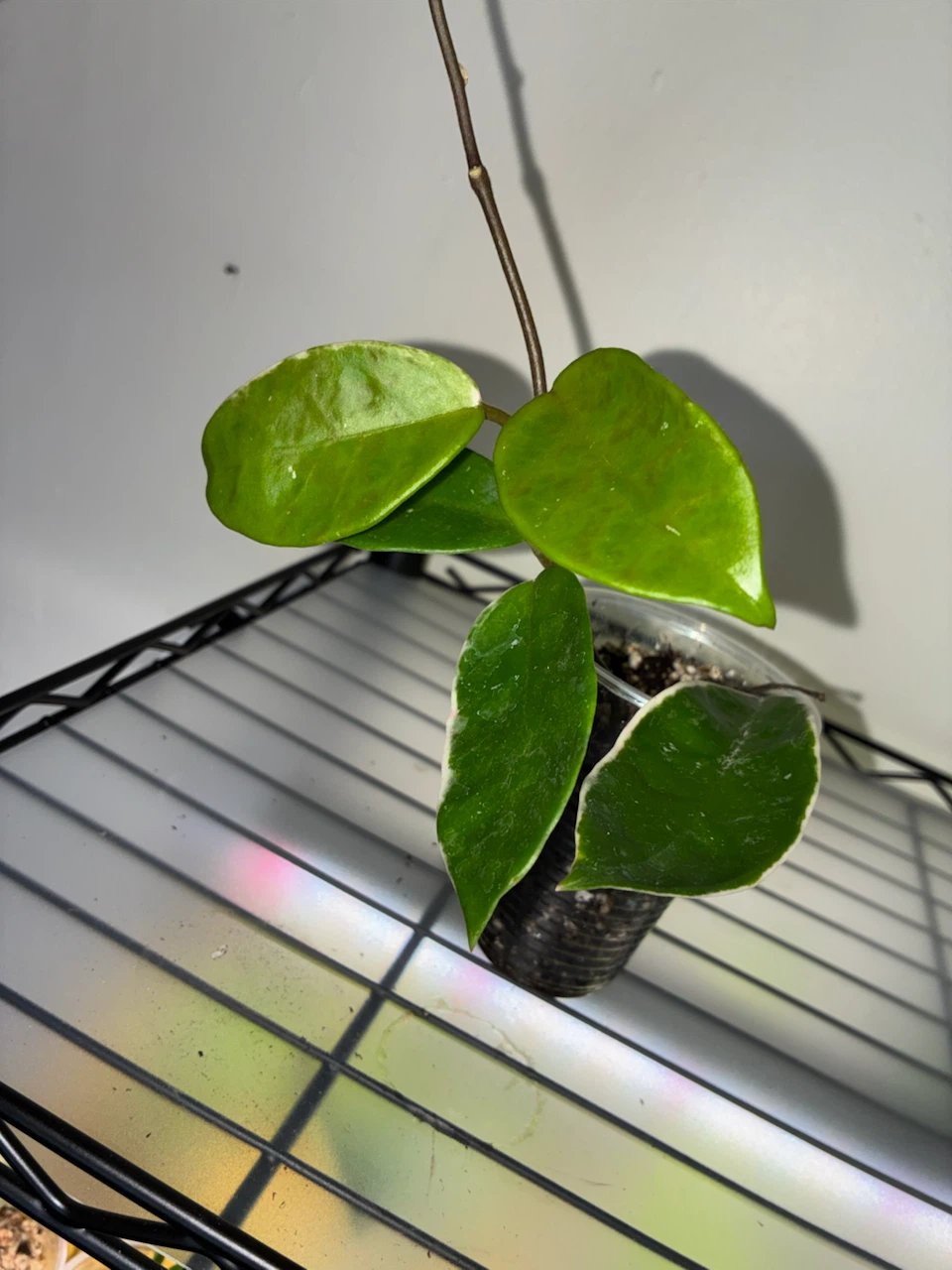 Hoya Carnosa 'Krimson Queen' Plant