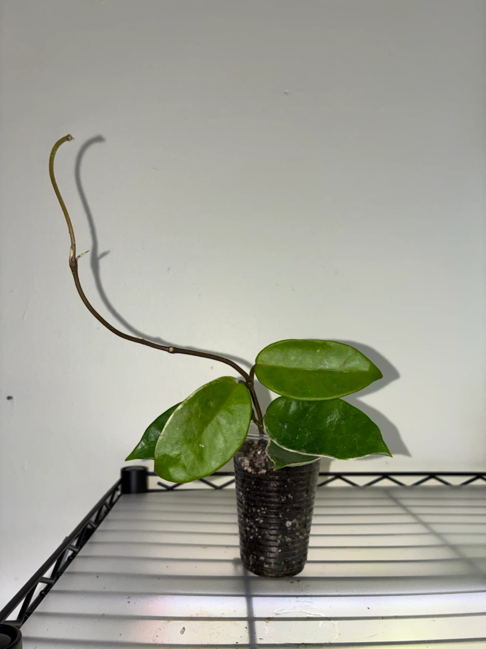 Hoya Carnosa 'Krimson Queen' Plant - photo 2