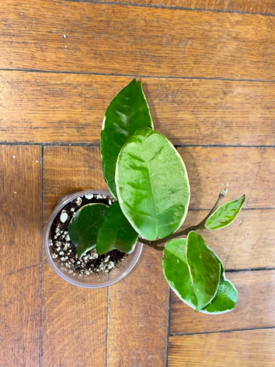 Hoya Carnosa 'Krimson Queen' Plant - photo 3