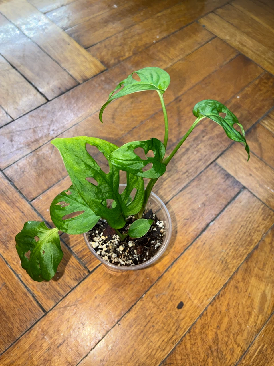 Monstera Adansonii Swiss Cheese Plant - photo 2