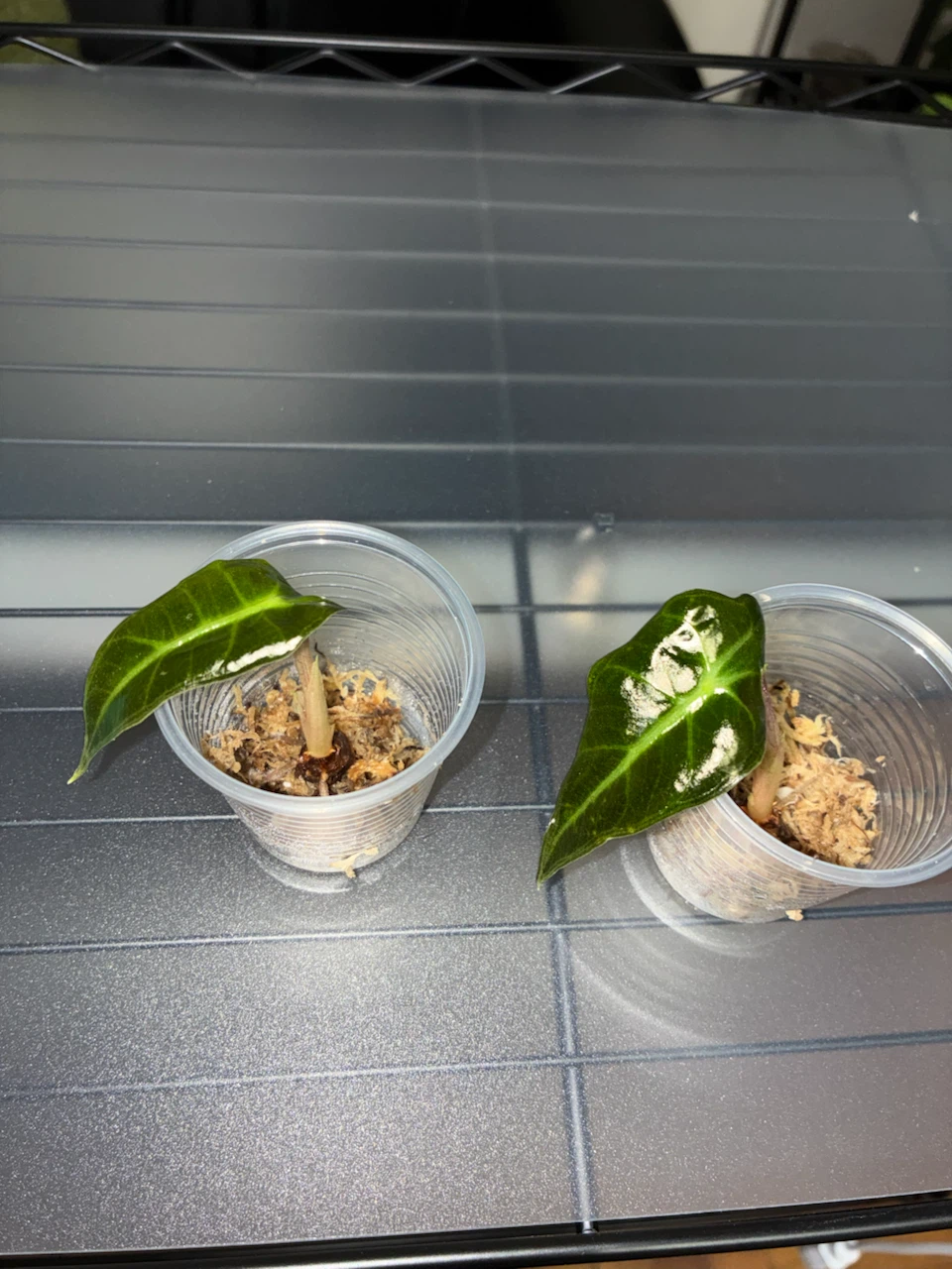Alocasia Frydek seedlings