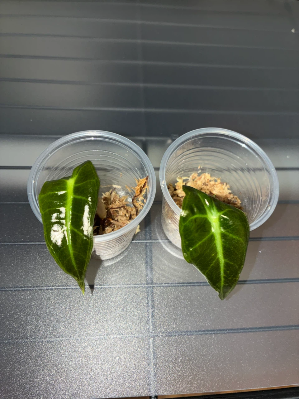 Alocasia Frydek seedlings - photo 2