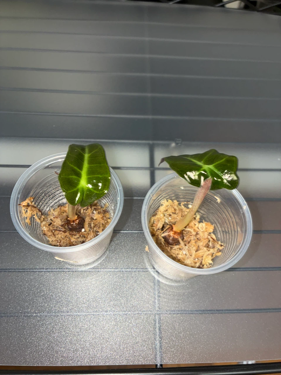 Alocasia Frydek seedlings - photo 3
