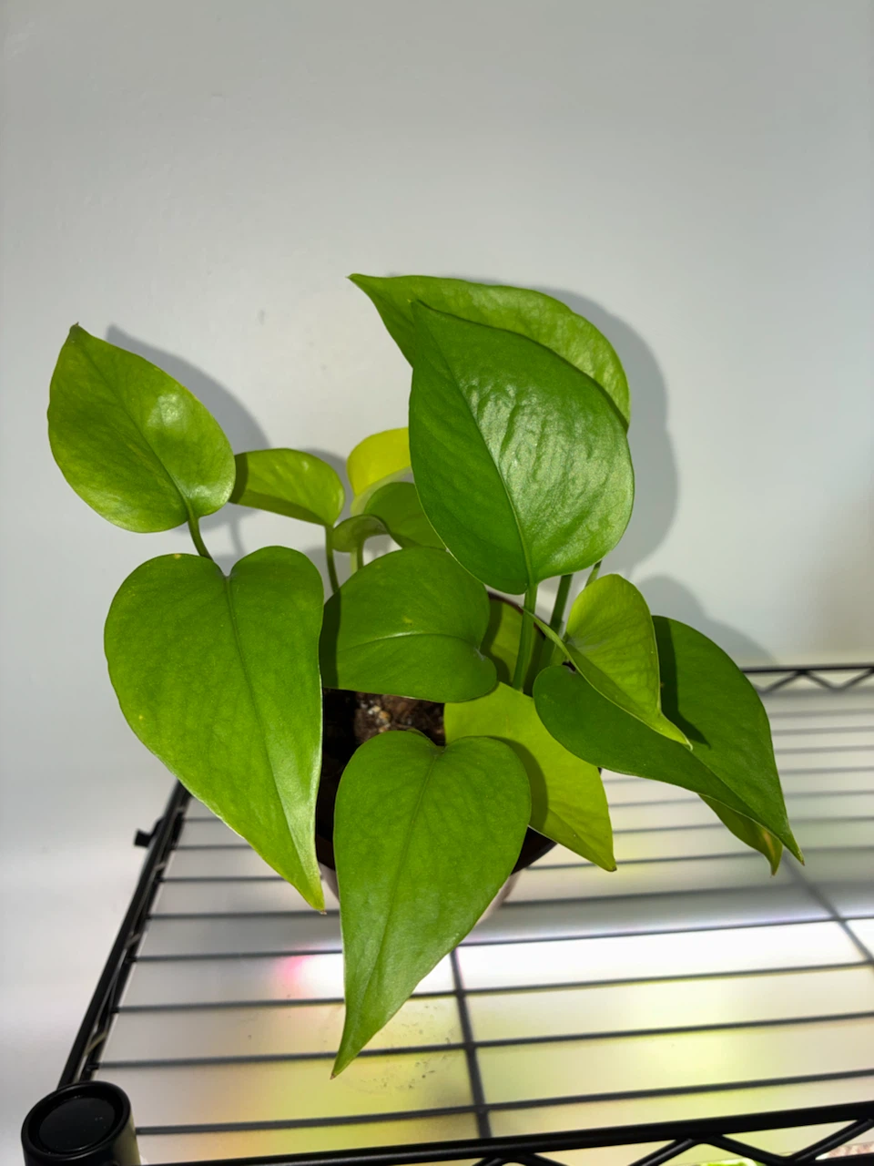 Neon Pothos Plant