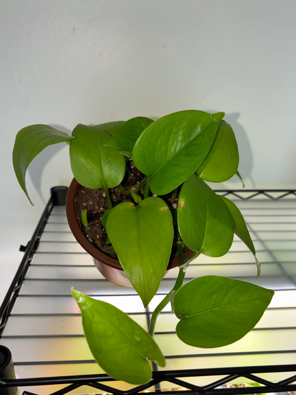 Neon Pothos Plant - photo 2