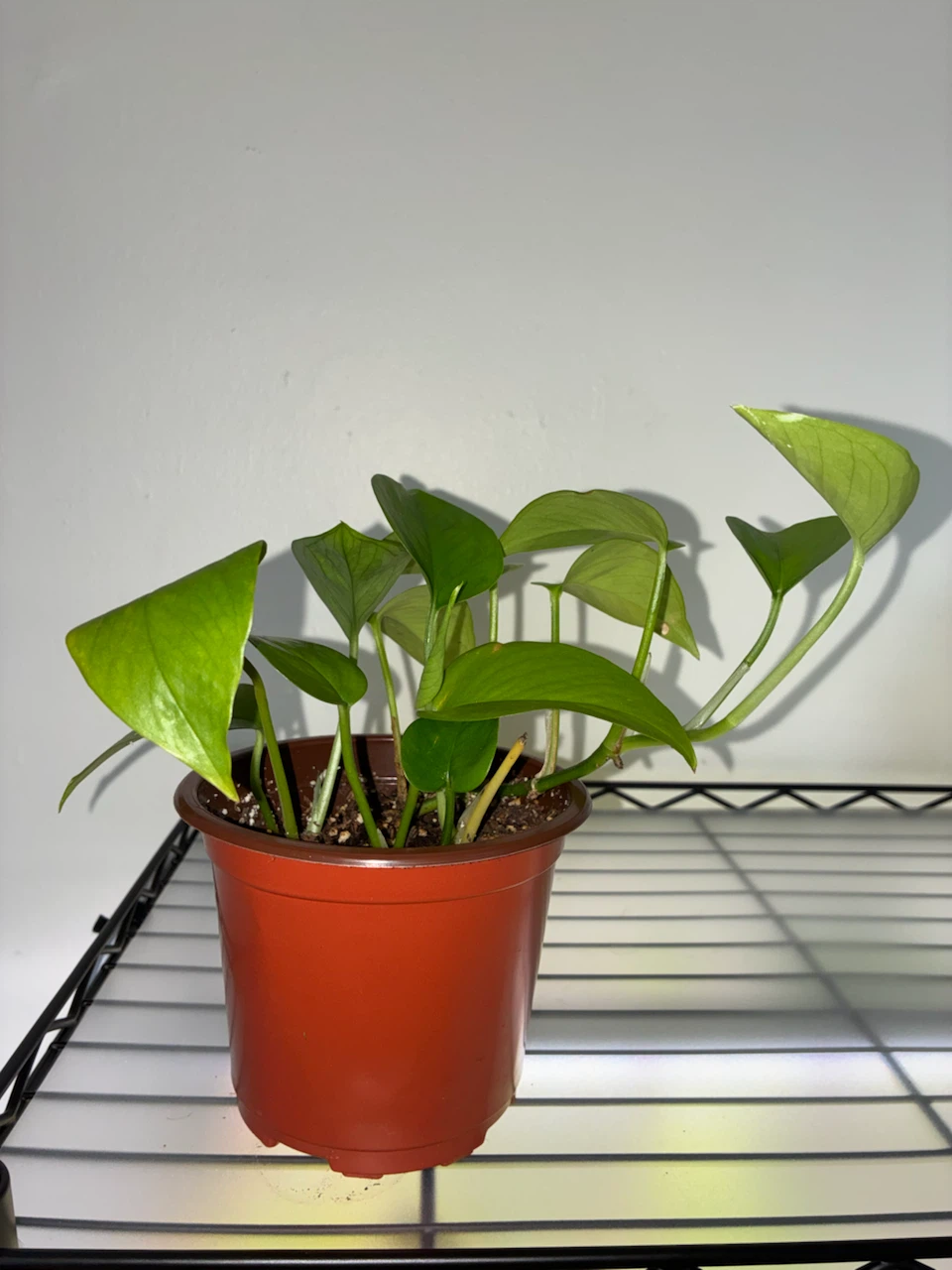 Neon Pothos Plant - photo 3