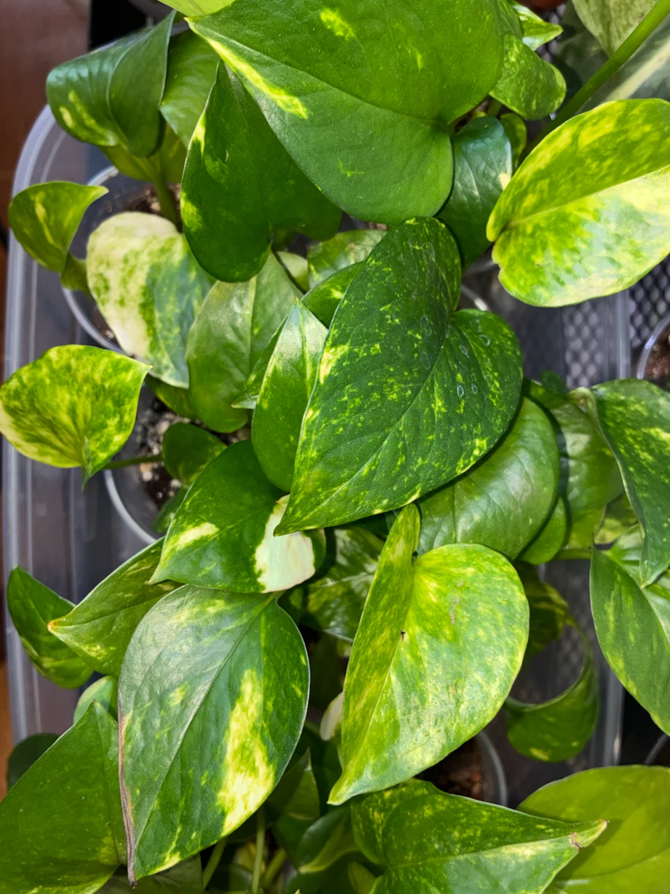 Golden Pothos Plant Cuttings (3 cups)
