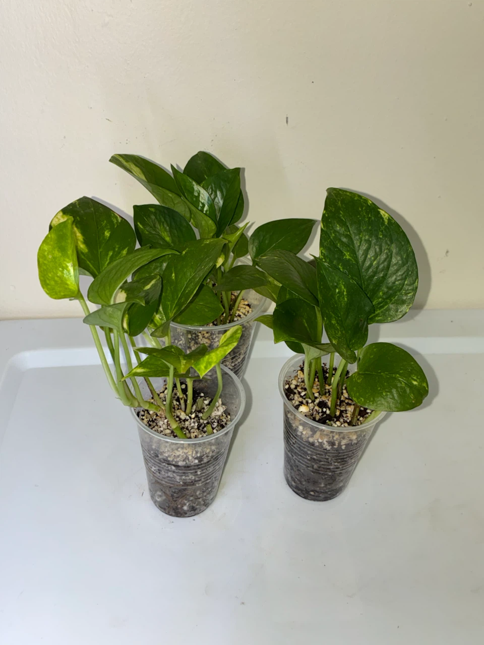 Golden Pothos Plant Cuttings (3 cups) - photo 2