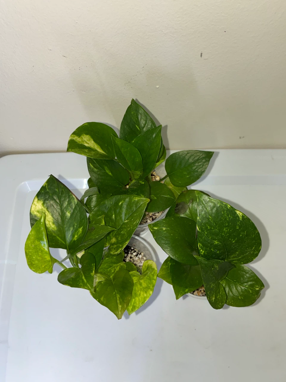 Golden Pothos Plant Cuttings (3 cups) - photo 3