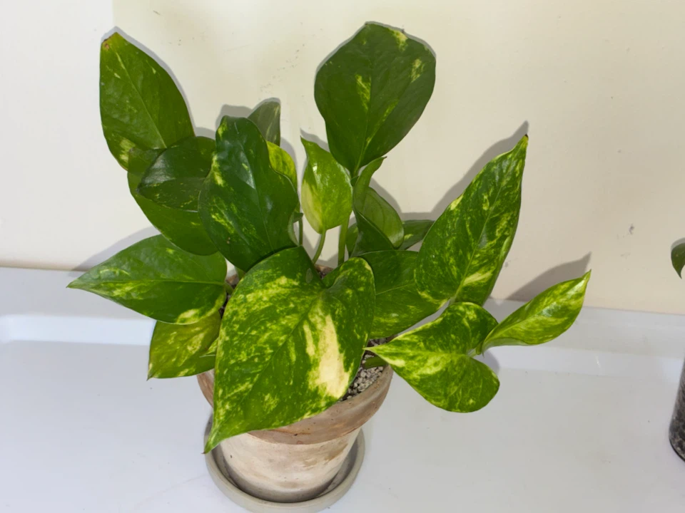 Golden Pothos Plant in Terracotta Pot - photo 2