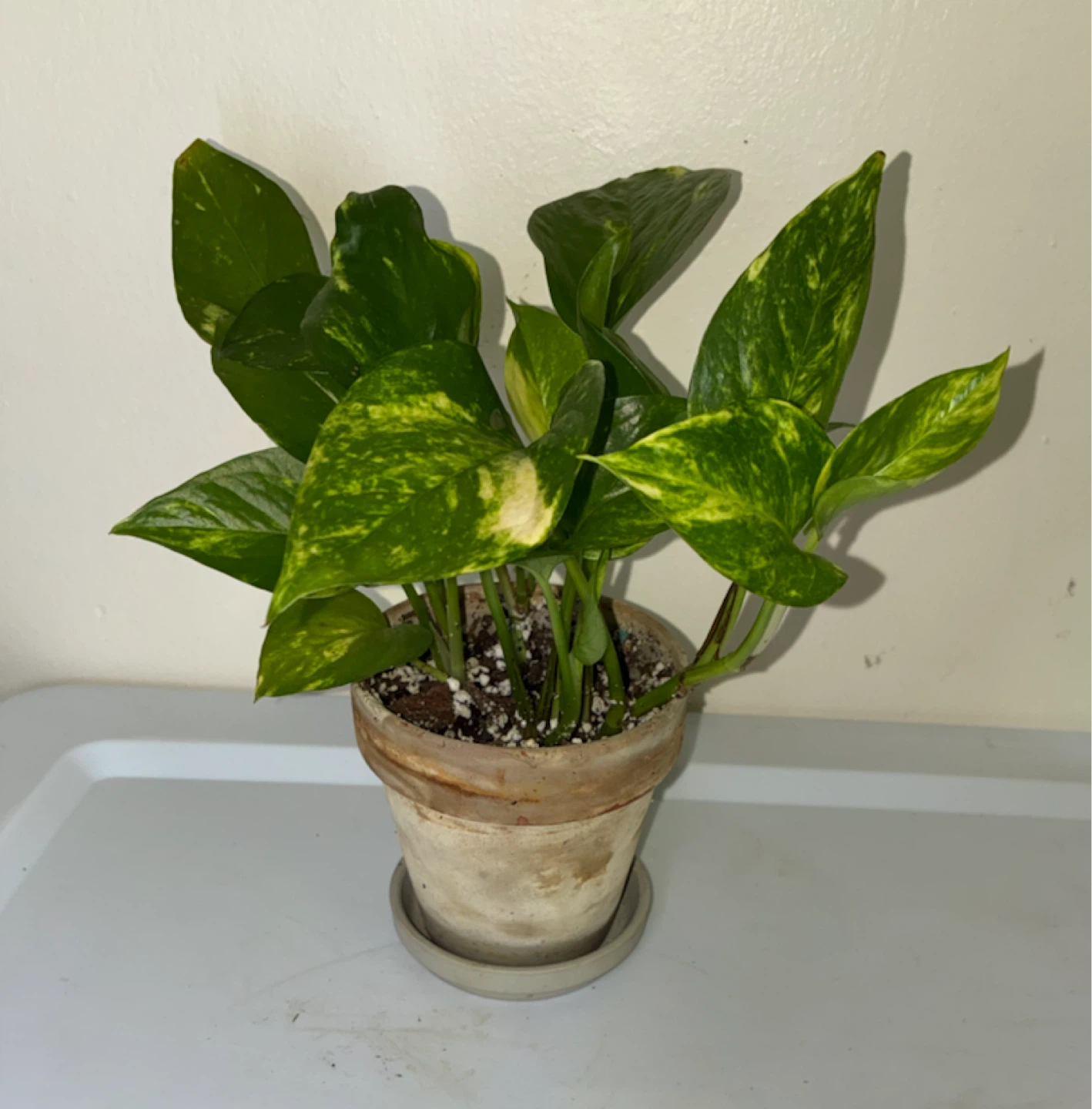 Golden Pothos Plant in Terracotta Pot