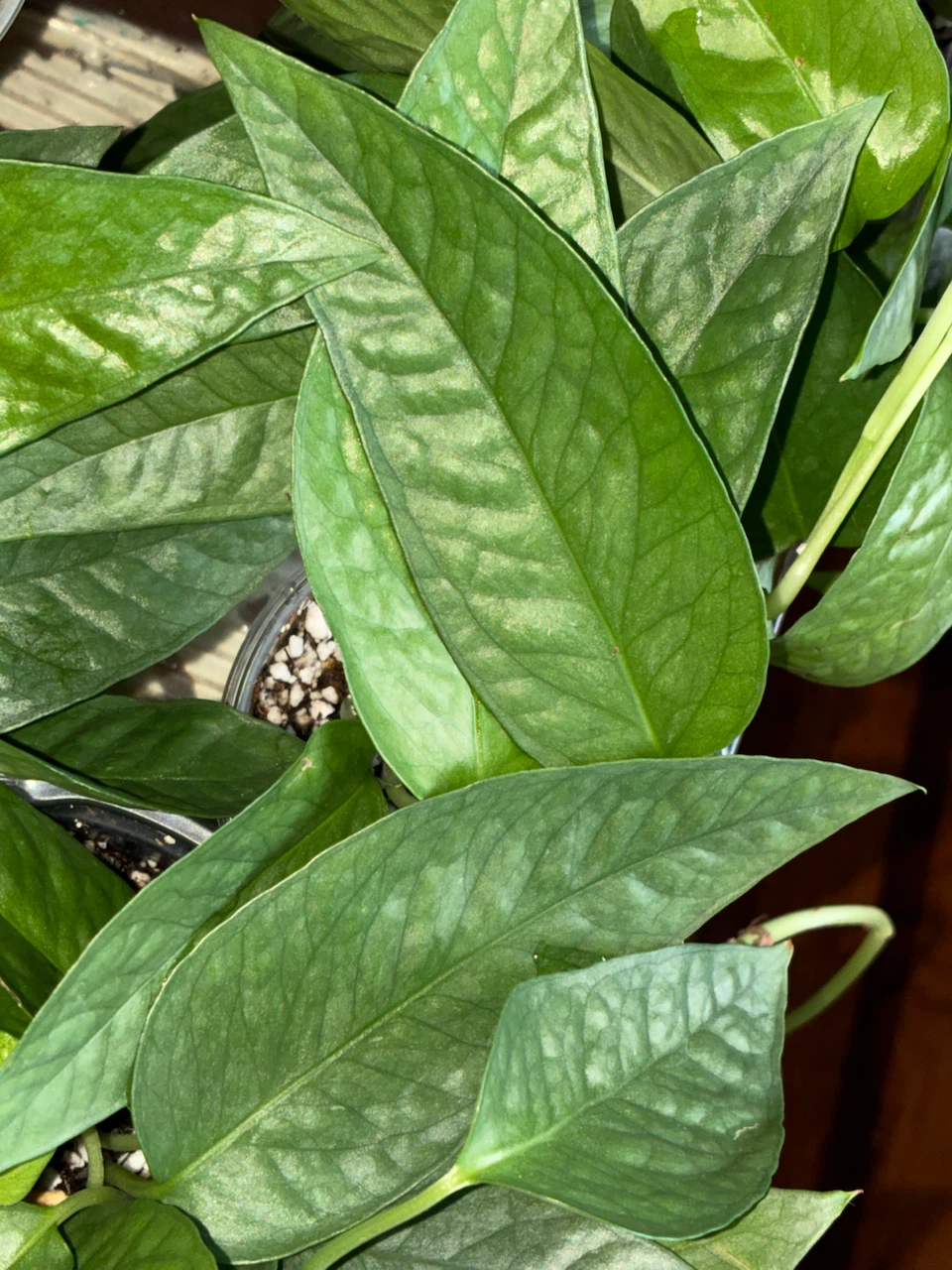 Cebu Blue Plant