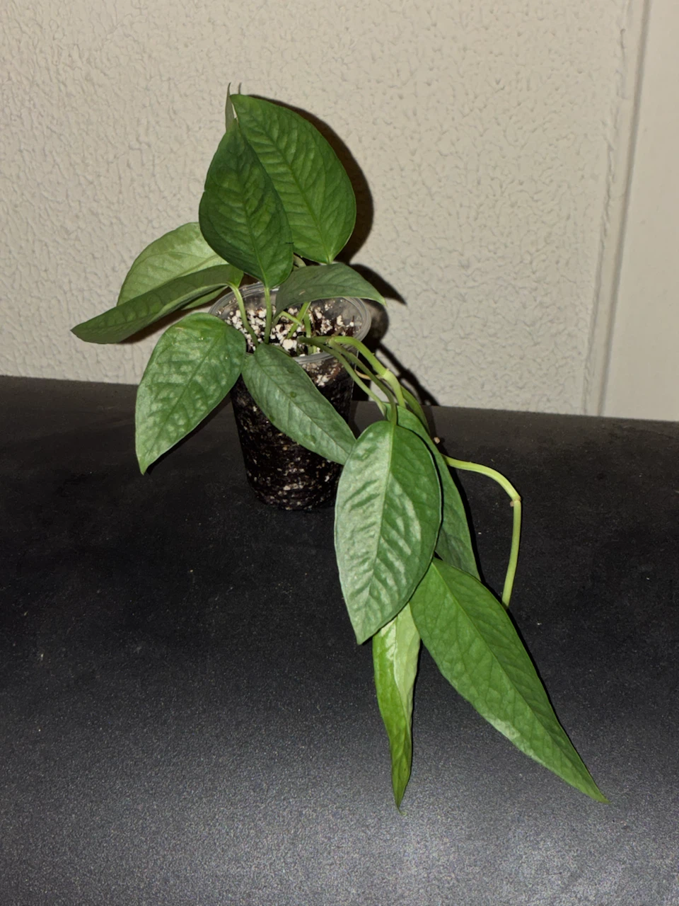 Cebu Blue Plant - photo 2