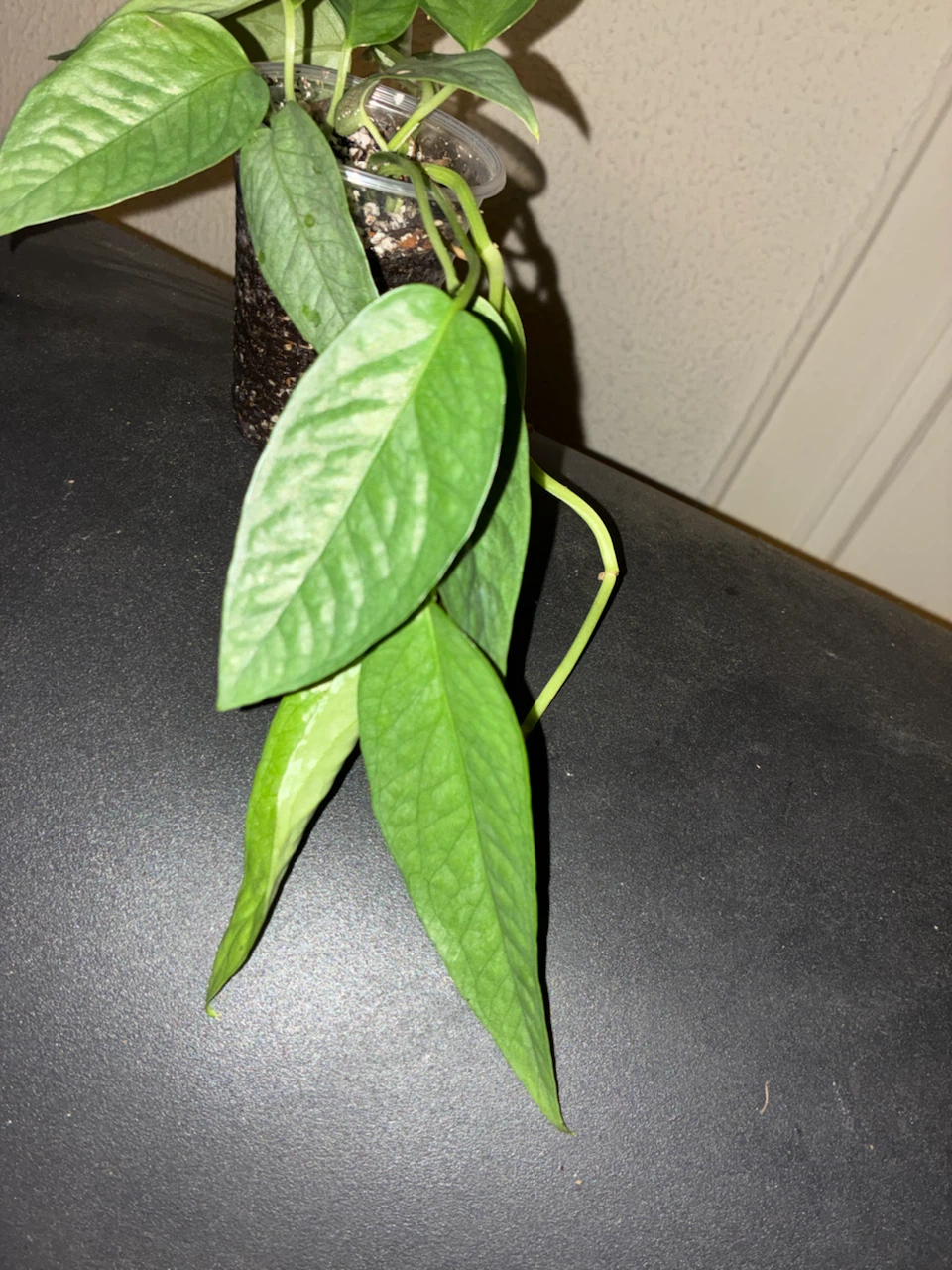 Cebu Blue Plant - photo 3