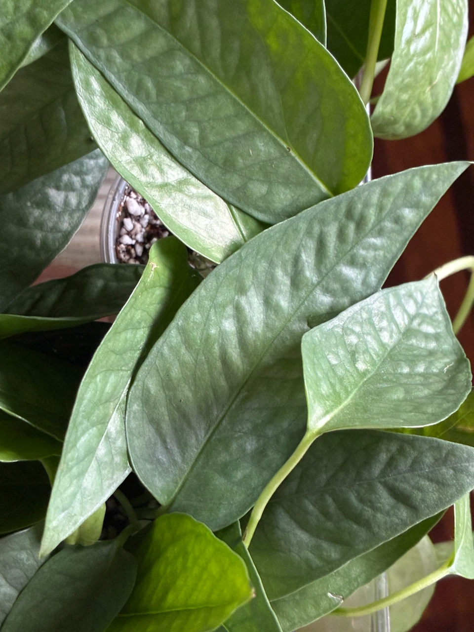 Philodendron 'Silver Swirl'