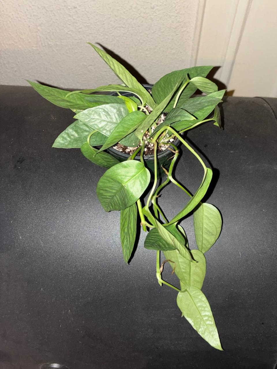 Philodendron 'Silver Swirl' - photo 2