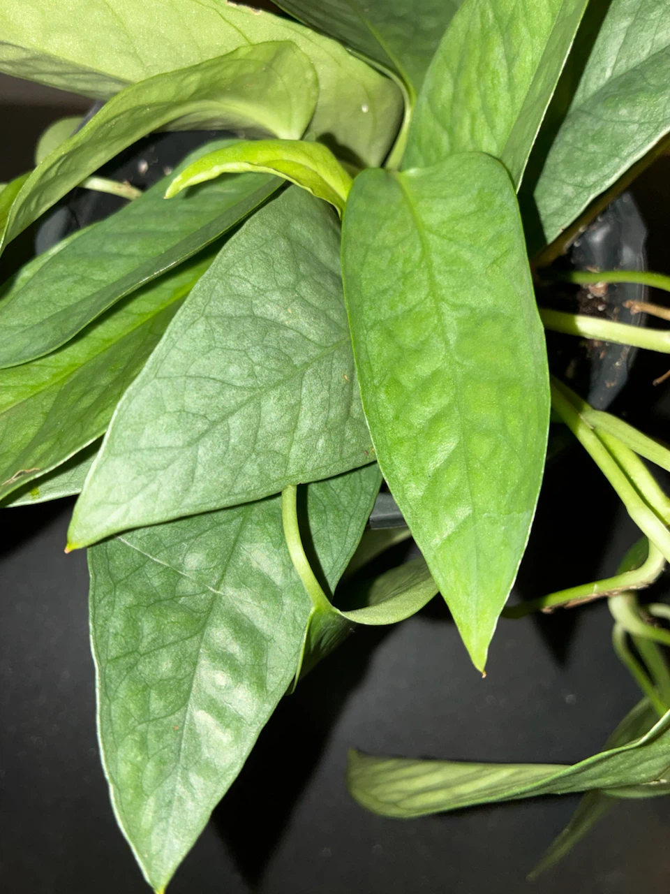 Philodendron 'Silver Swirl' - photo 3