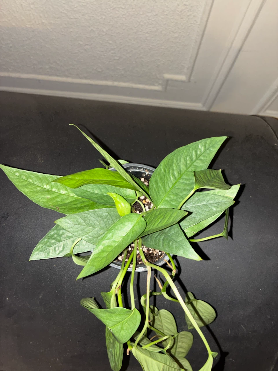 Philodendron 'Silver Swirl' - photo 4