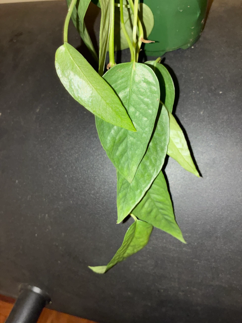 Philodendron 'Silver Swirl' - photo 5