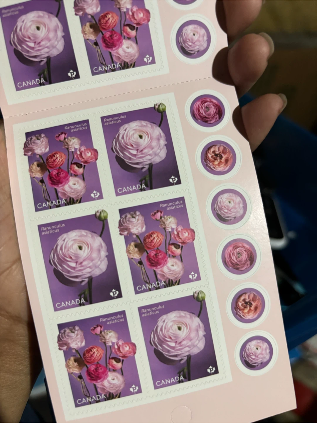 Canada Postage Stamps - Ranunculus Asiaticus Flowers - photo 2