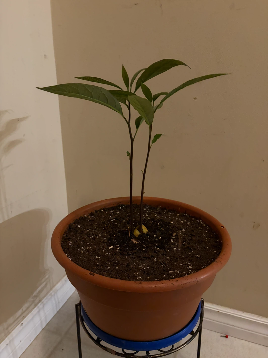 Avocado Plant in Pot