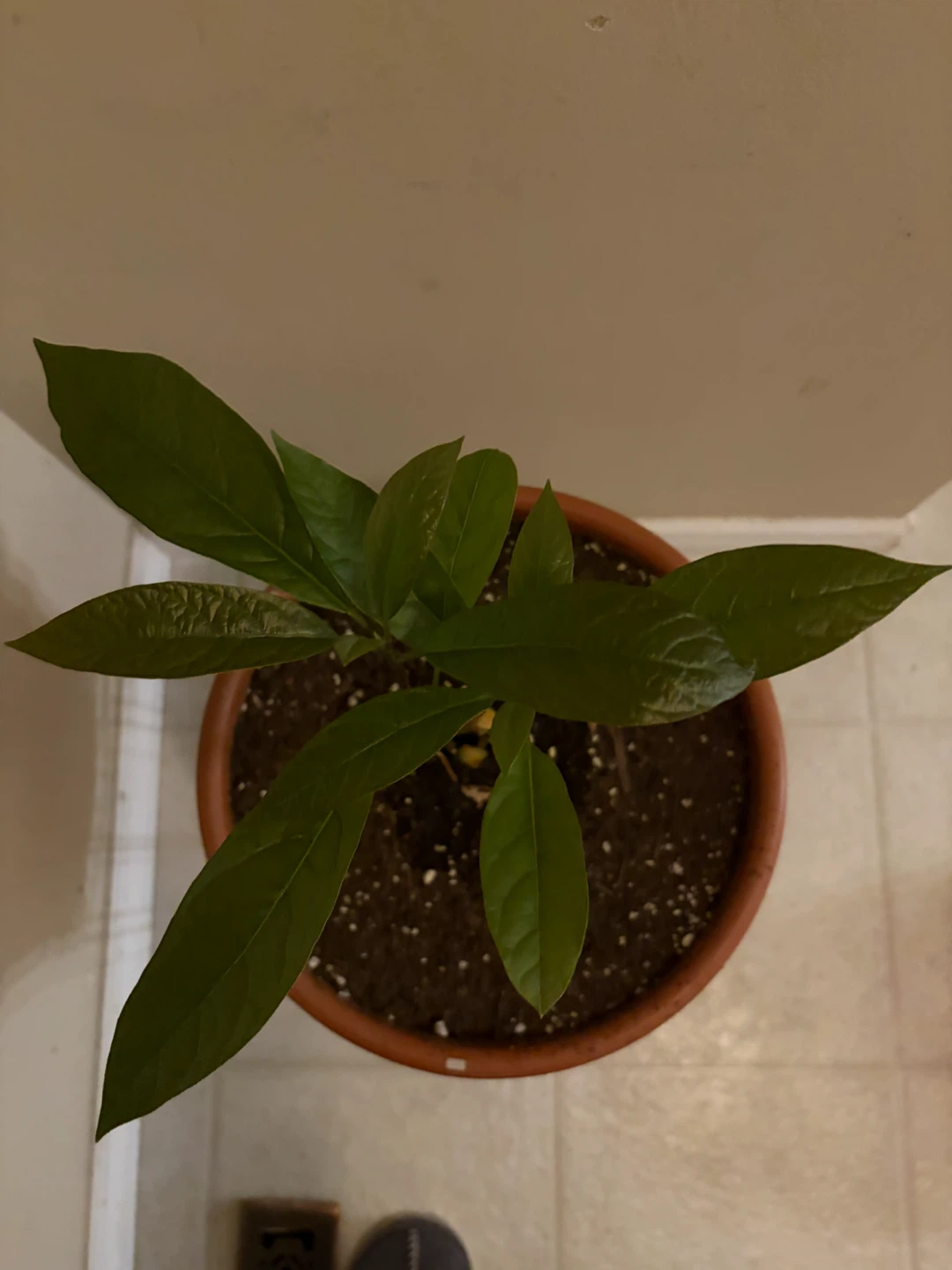 Avocado Plant in Pot - photo 2