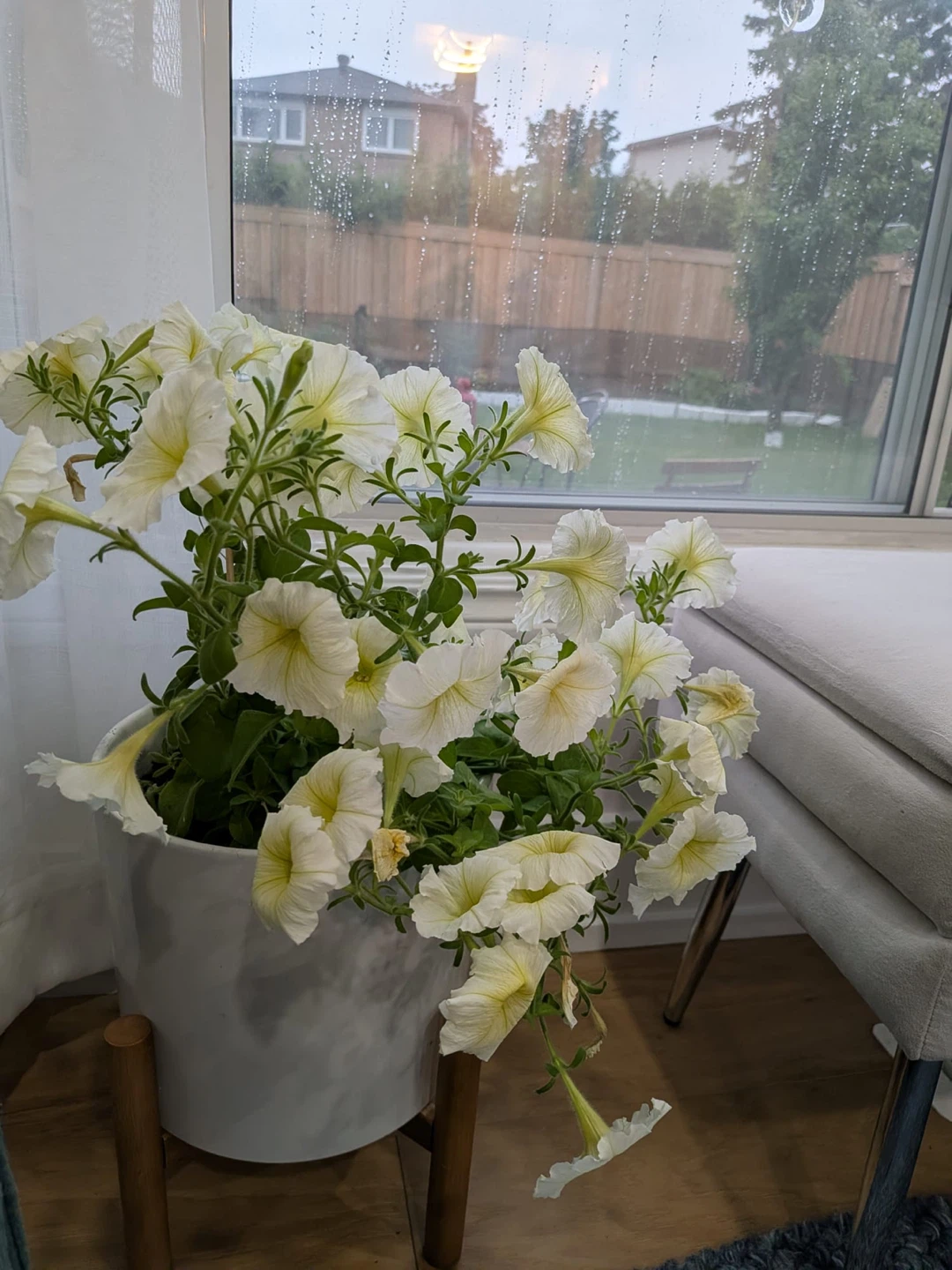 White Petunia Plant
