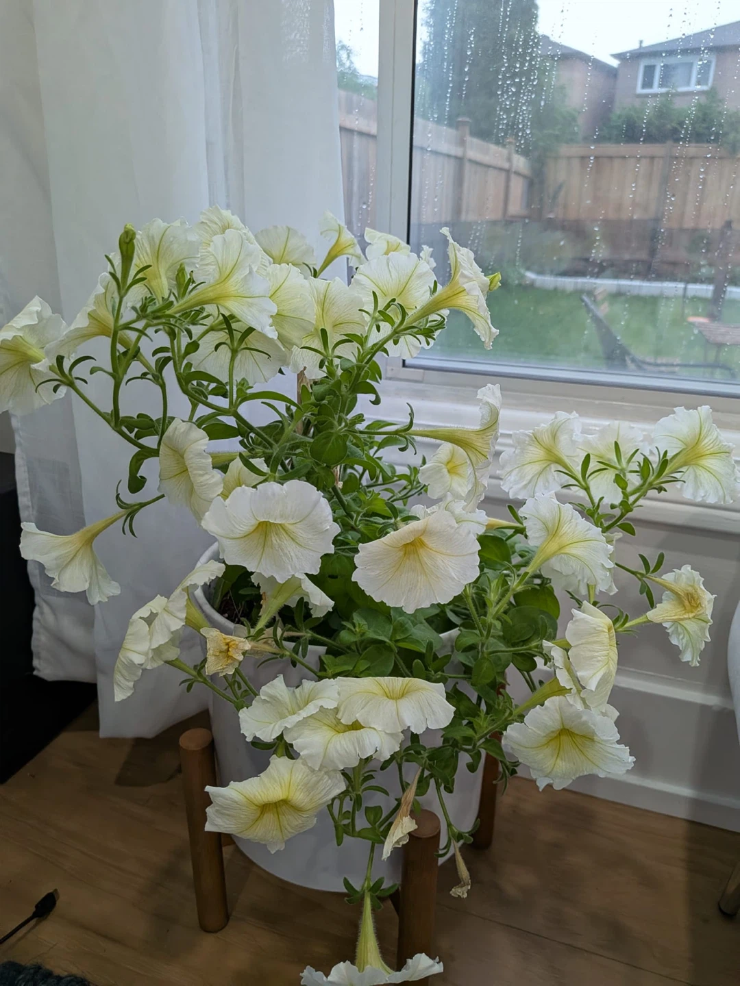 White Petunia Plant - photo 2