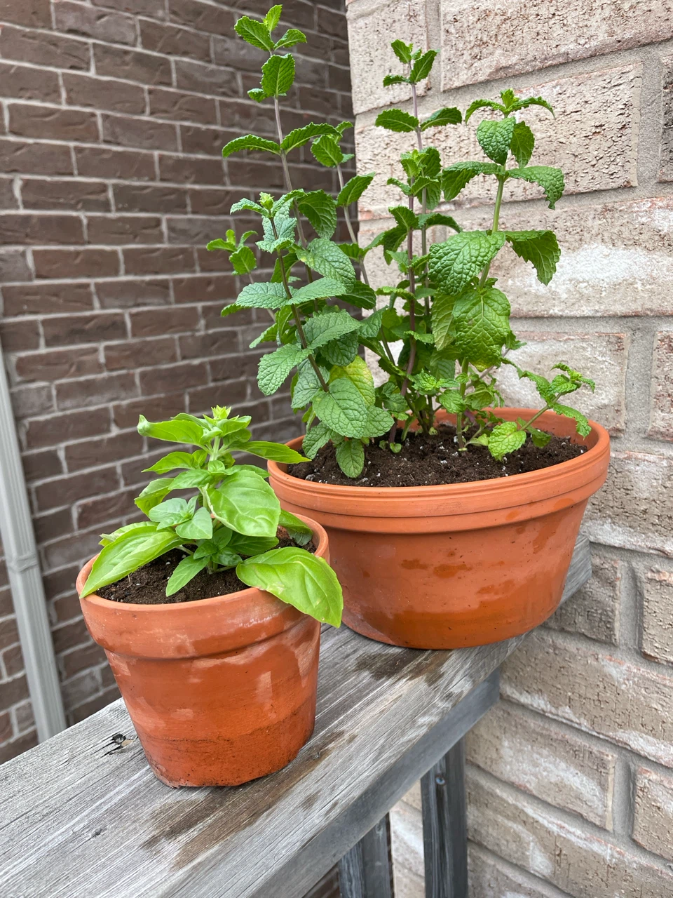 Basil and Mint Plants in terracotta Pots