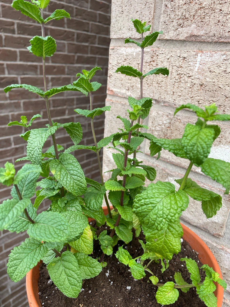 Basil and Mint Plants in terracotta Pots - photo 2
