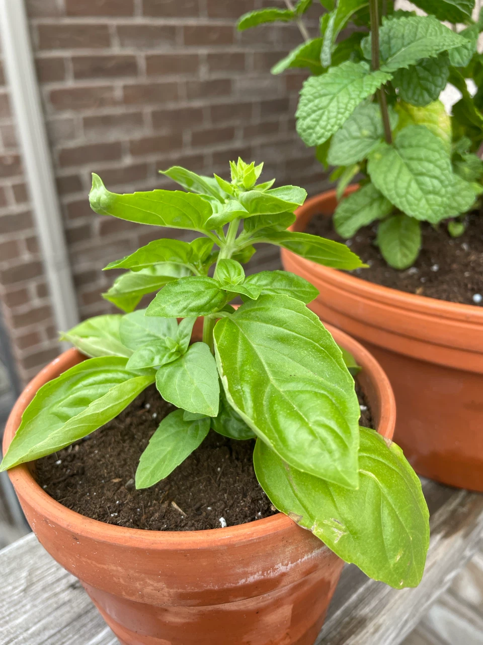Basil and Mint Plants in terracotta Pots - photo 3
