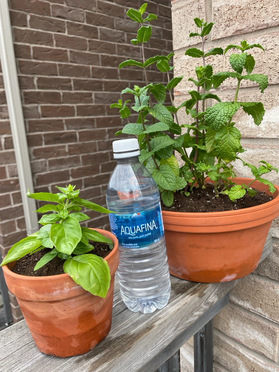 Basil and Mint Plants in terracotta Pots - photo 4