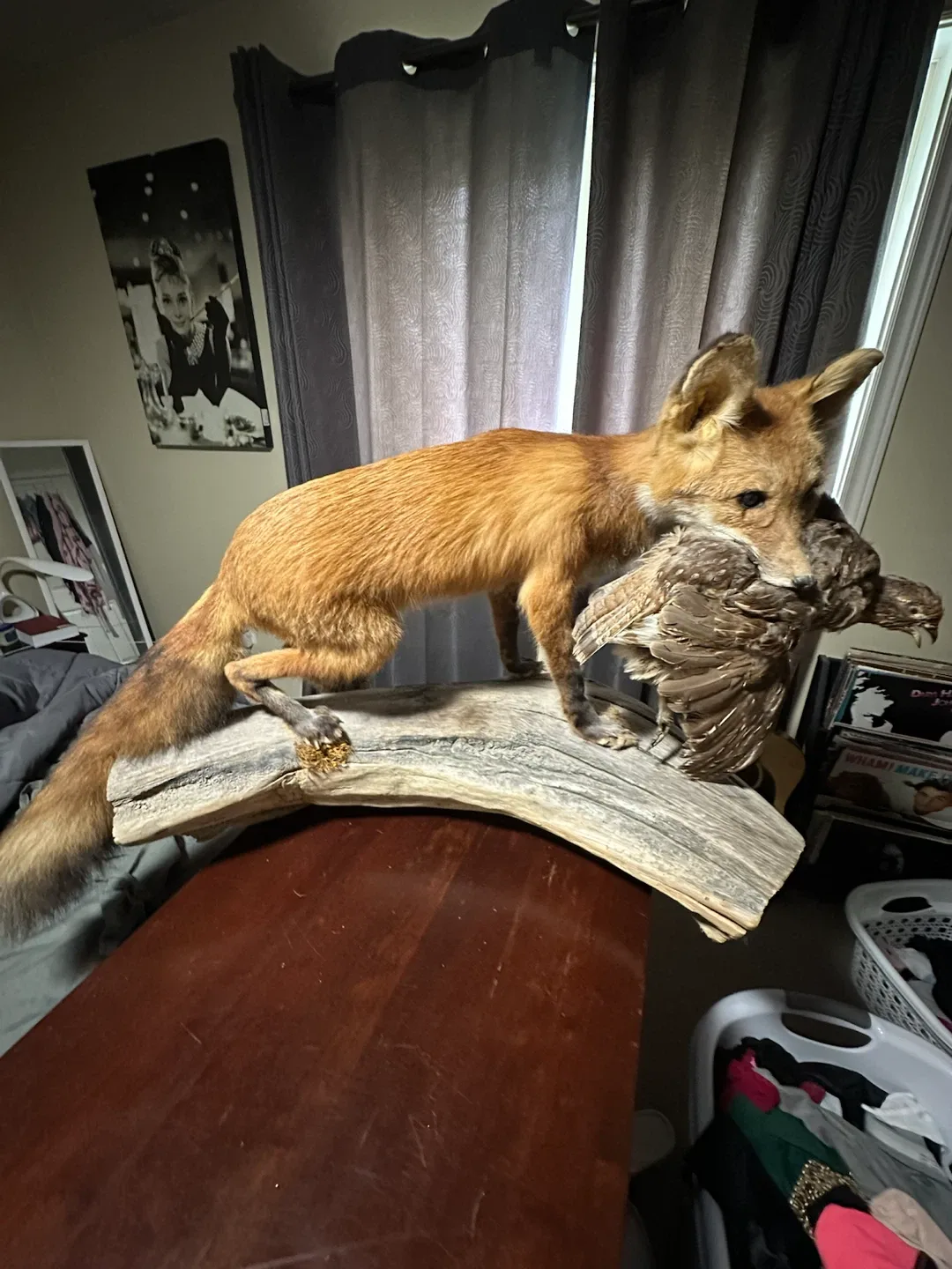Taxidermy Red Fox with Bird ( grouse )Display