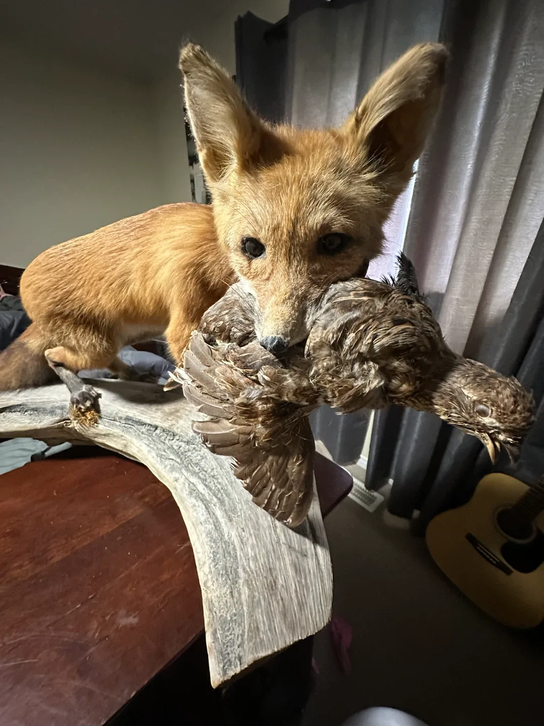 Taxidermy Red Fox with Bird ( grouse )Display - photo 2