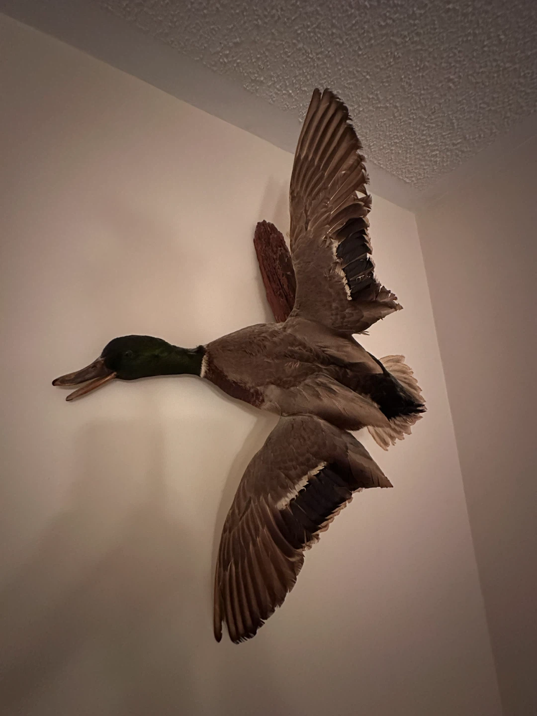 Taxidermy Mallard Duck Wall Mount