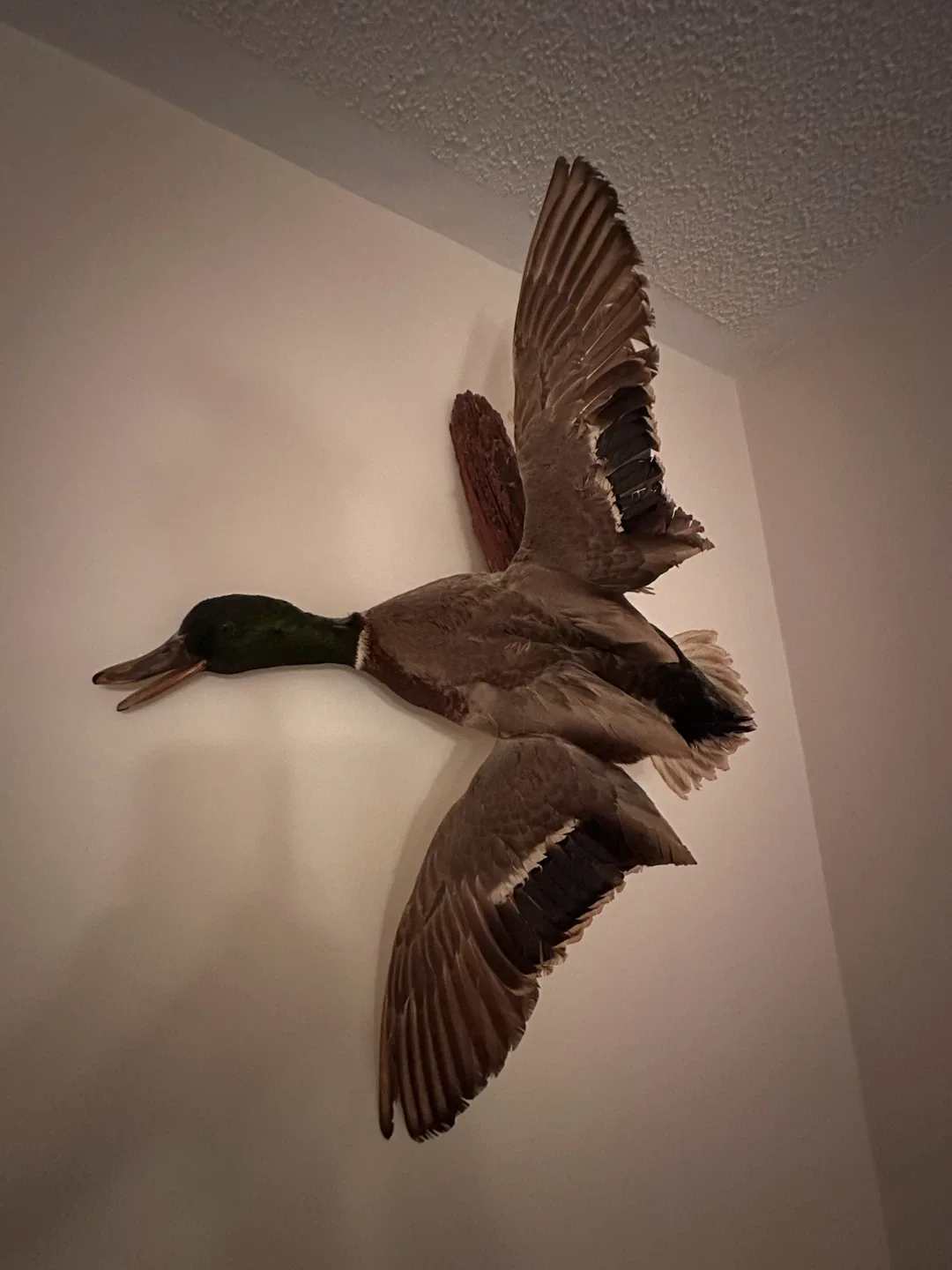 Taxidermy Mallard Duck Wall Mount