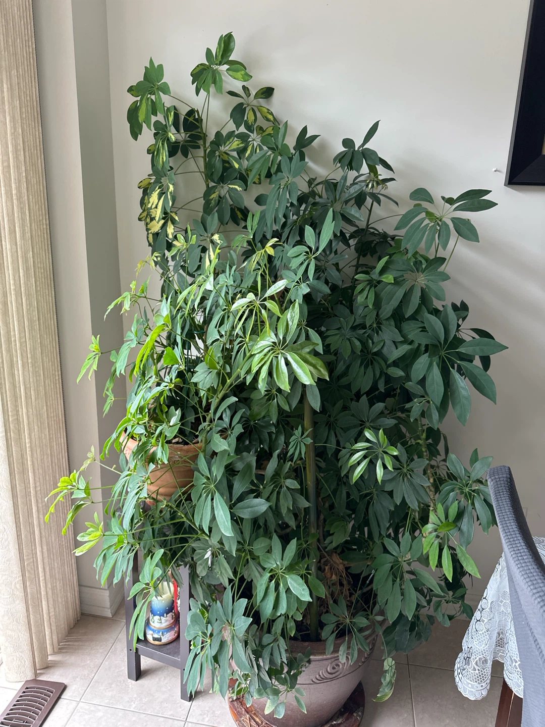 Real Pachira aquatica (Money tree ) 7ft tall