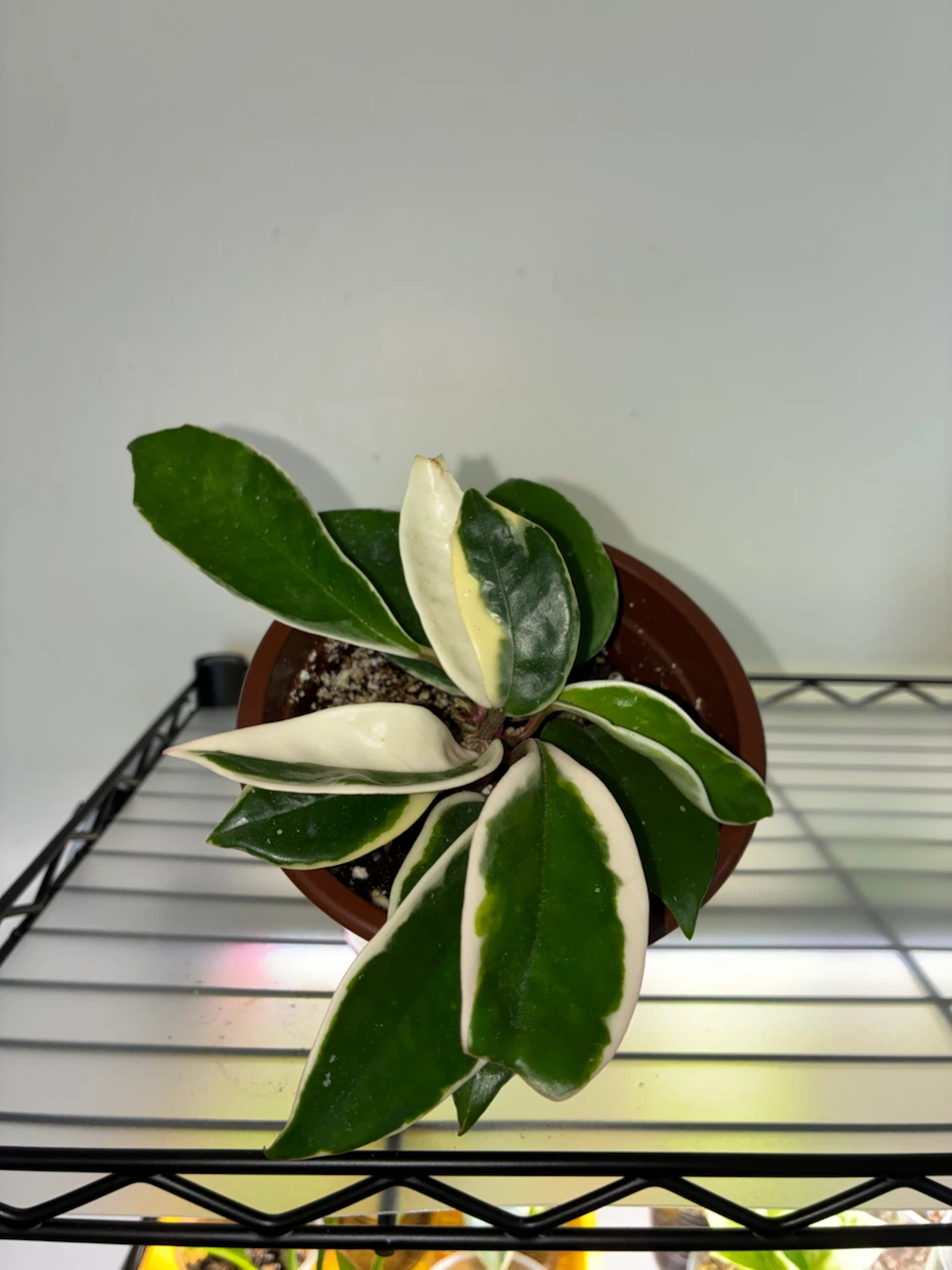 Hoya Krimson Queen Plant - photo 2