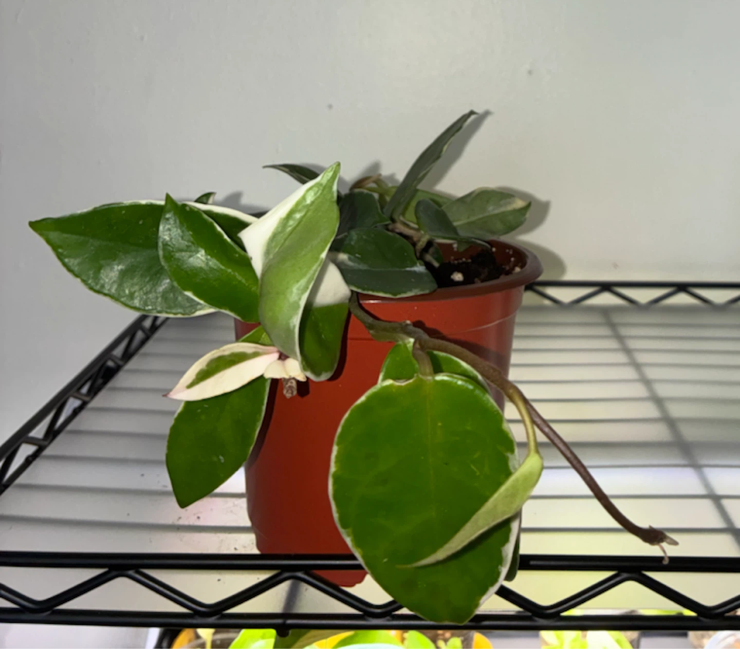 Hoya Krimson Queen Plant